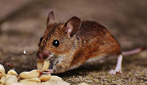 24 Hour & Emergency Exterminators in Rogers, AR
